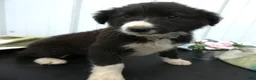 Border Collie dogs for sale: Border Collie Puppy 4 Trixie - Ad 3