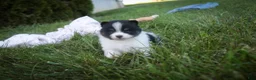 Pomeranian dogs for sale: Persephone Pomeranian  - Ad 5