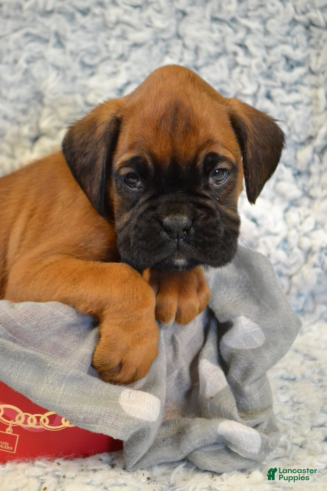 Boxer dogs for sale: Rambo - Ad 3