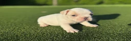 French Bulldog dogs for sale: Lena - Ad 2