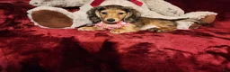 Miniature Dachshund dogs for sale: HONEY  - Ad 6