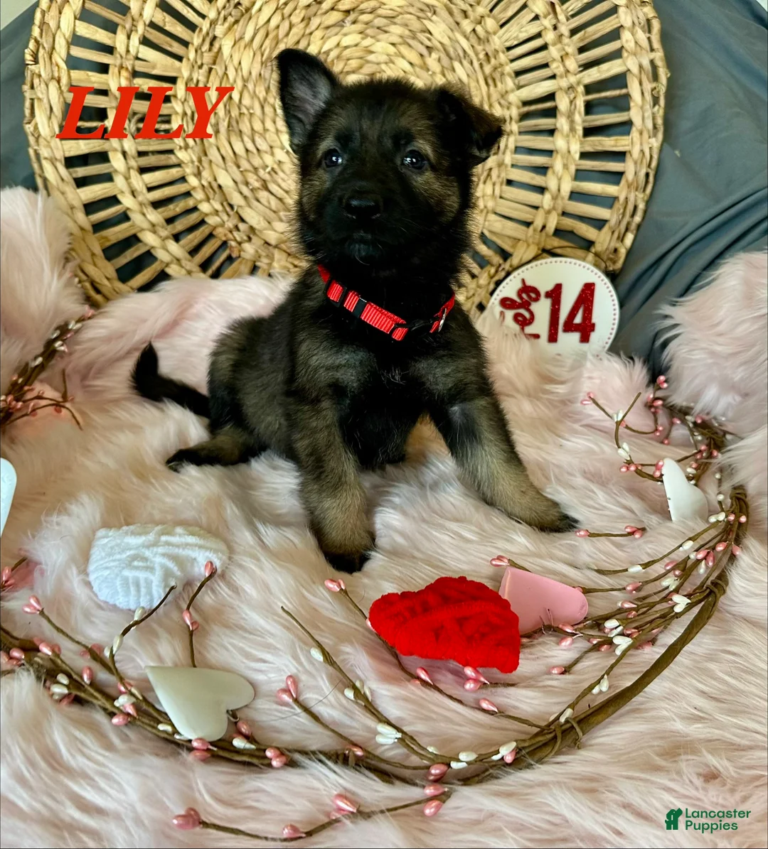 German Shepherd dogs for sale: Lily - Ad 1