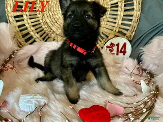 German Shepherd dogs Lily - Ad 8
