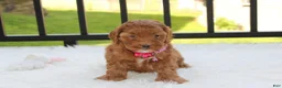 Cockapoo dogs for sale: Penny - Ad 1