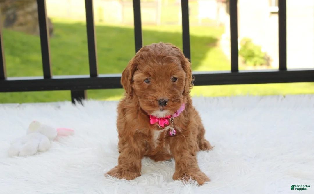 Cockapoo dogs for sale: Penny - Ad 1