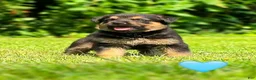 Mixed Breed dogs for sale: Biscuit - Ad 2