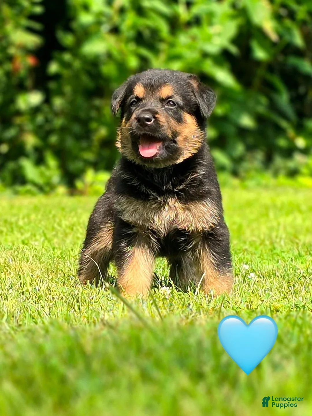 Mixed Breed dogs for sale: Biscuit - Ad 2