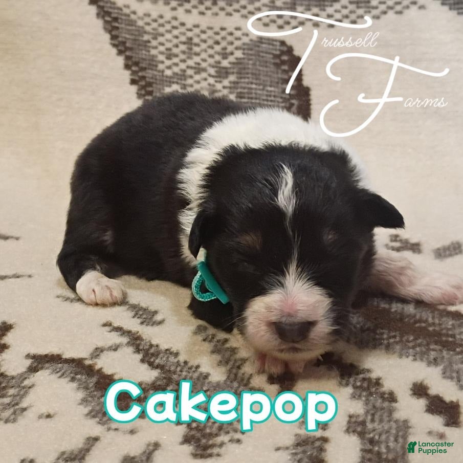 Australian Shepherd dogs Cakepop - Ad 1
