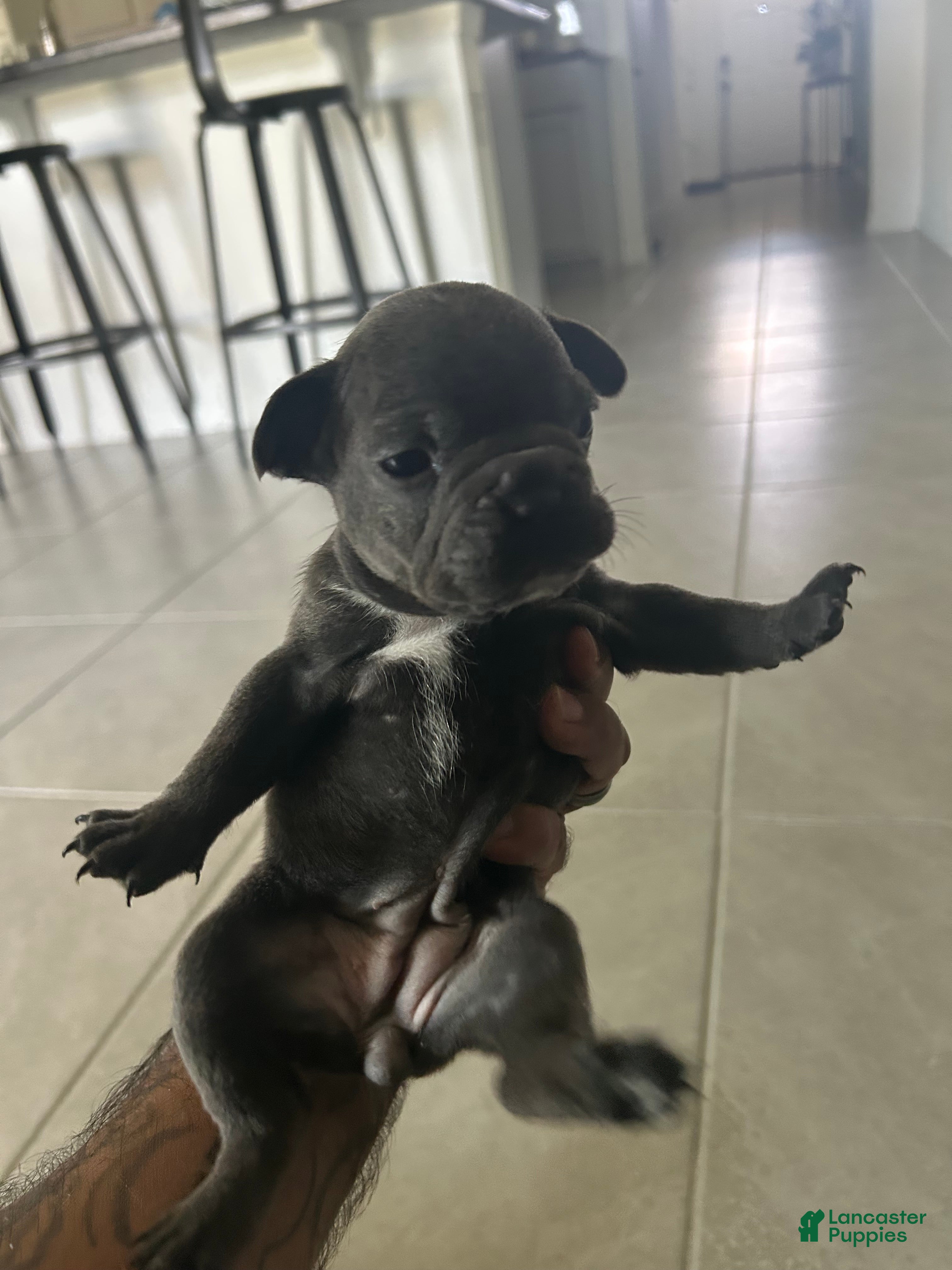 French Bulldog dogs Piper - Ad 1