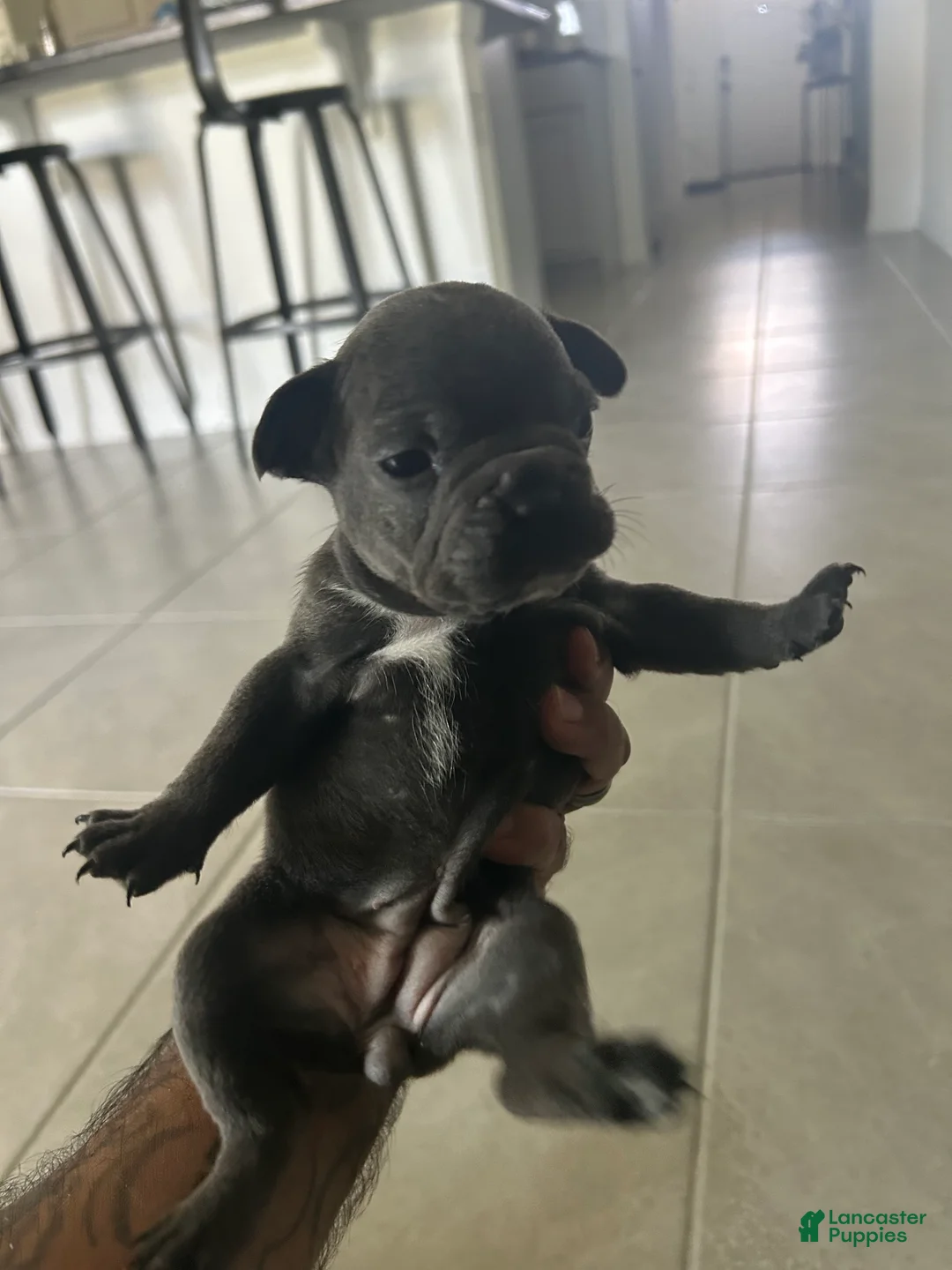 French Bulldog dogs for sale: Piper - Ad 1