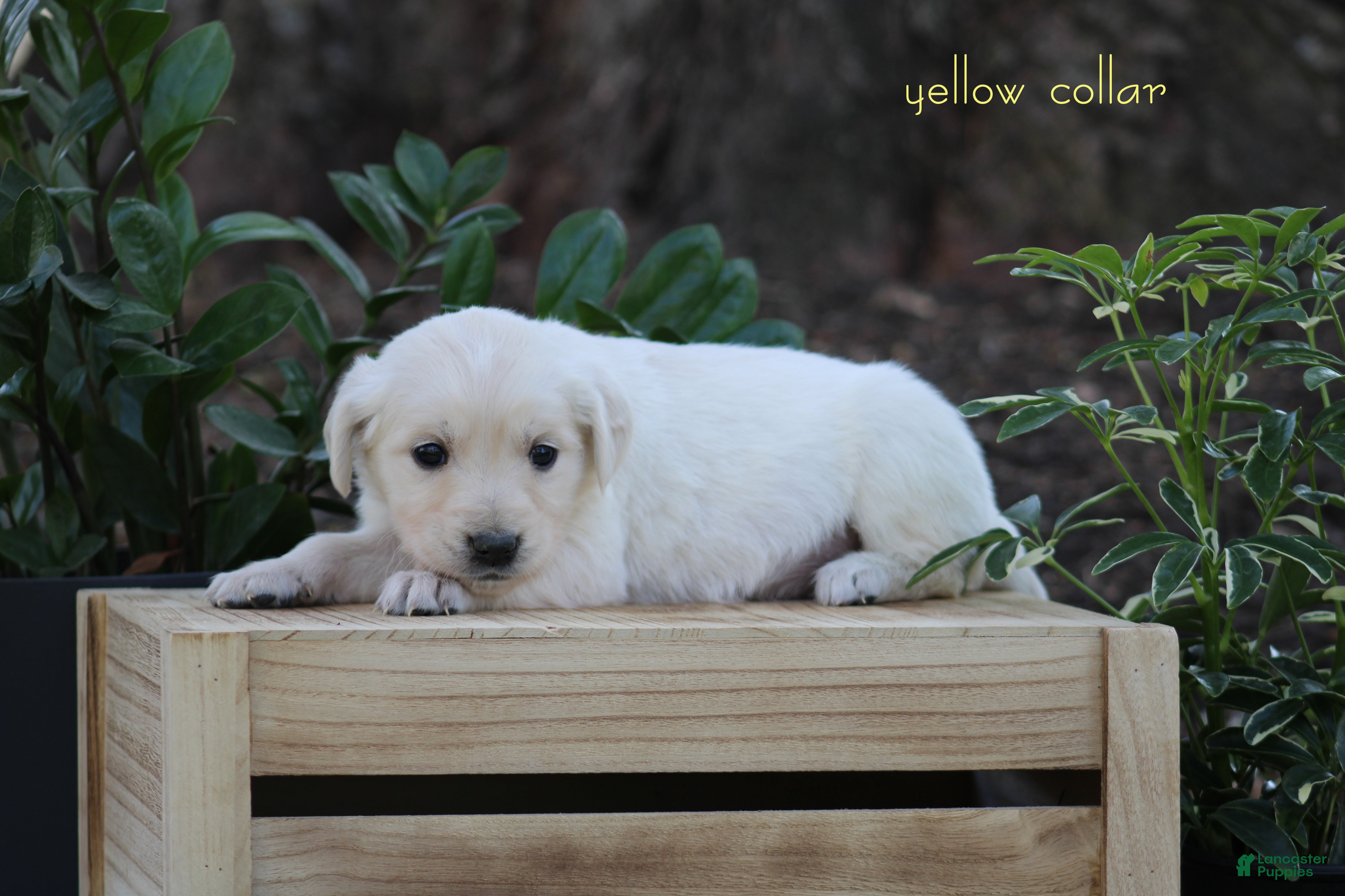 Golden Retriever dogs Golden Retriever Yellow Collar - Ad 2