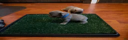 French Bulldog dogs for sale: Rosie - Ad 2