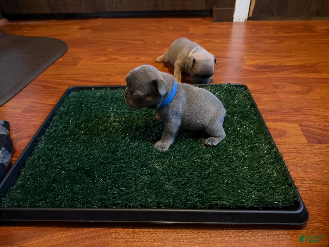 French Bulldog dogs for sale: Rosie - Ad 2