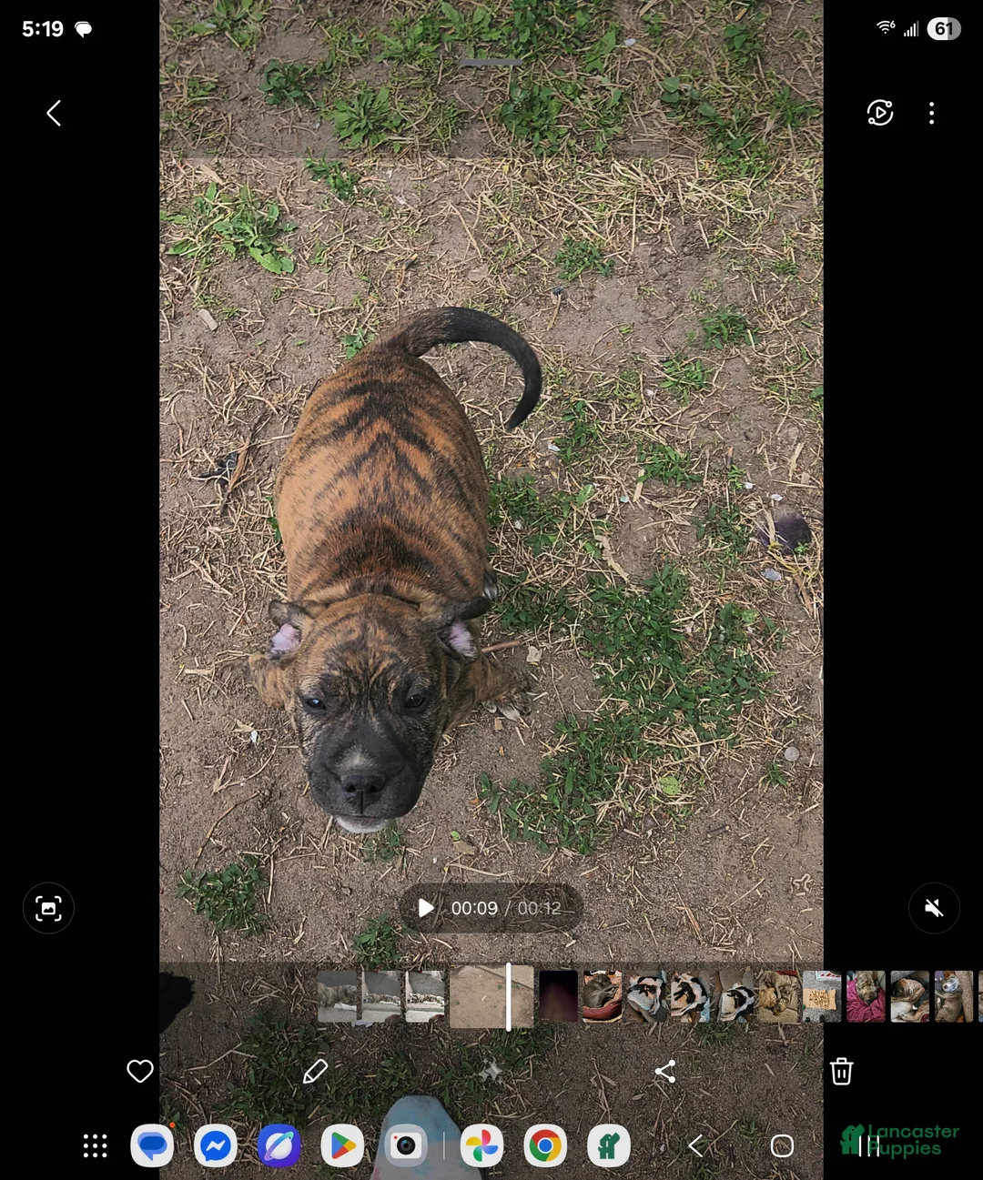Mixed Breed dogs for sale: Mixed Breed Puppy 1 - Ad 1