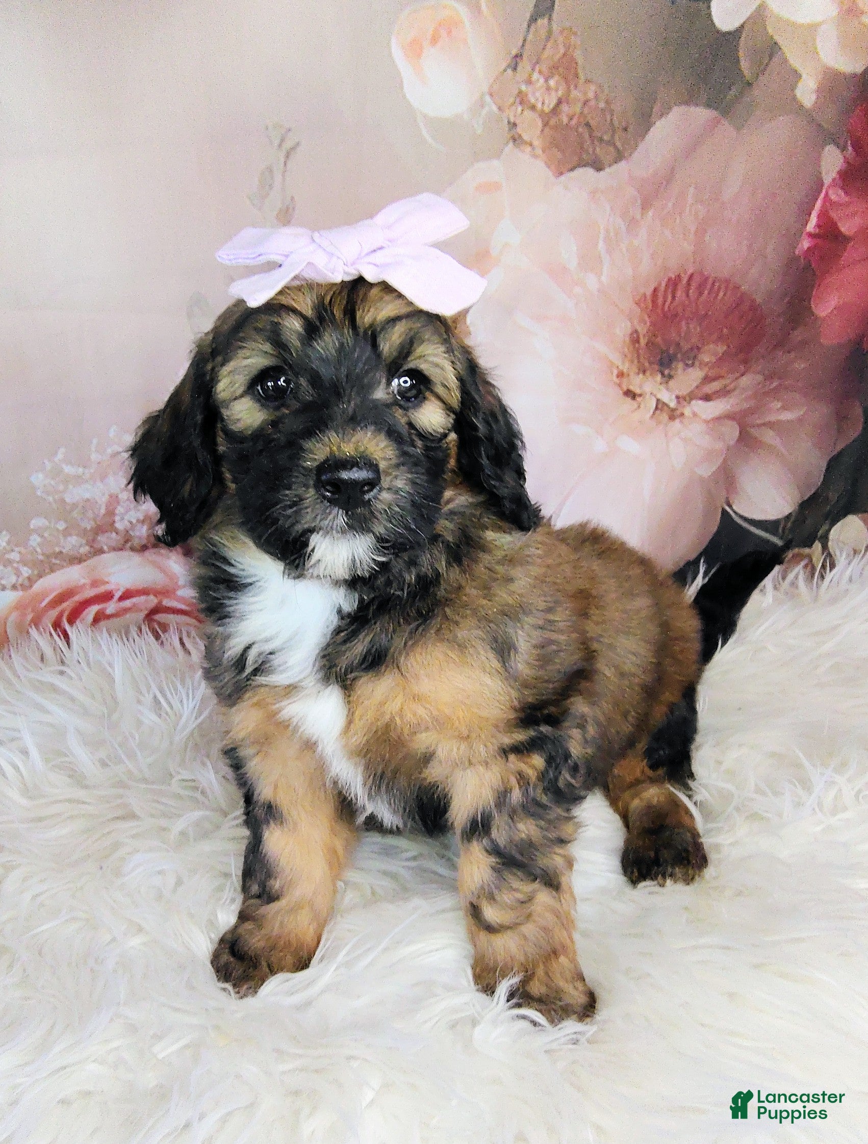 Saint Berdoodles dogs Rosie Cotton F1b Mini Saint Berdoodle - Ad 1