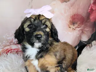 Saint Berdoodles dogs for sale: Rosie Cotton F1b Mini Saint Berdoodle - Ad 2