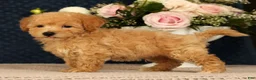 Bichpoo dogs for sale: Jacob - Ad 5