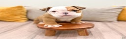 English Bulldog dogs for sale: Rocky - Ad 2