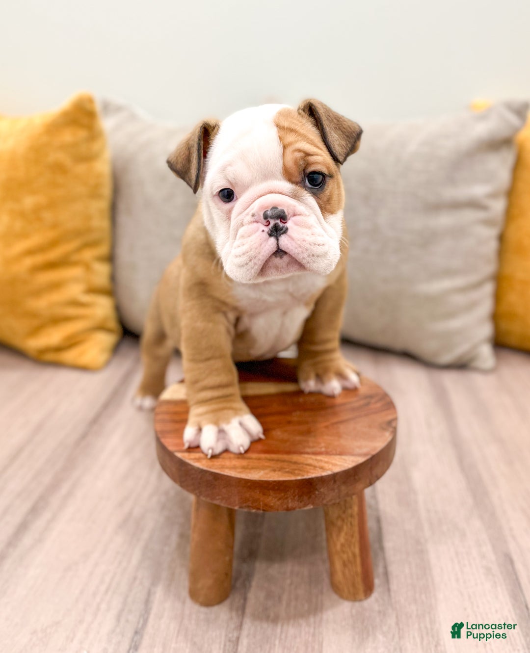 English Bulldog dogs for sale: Rocky - Ad 2