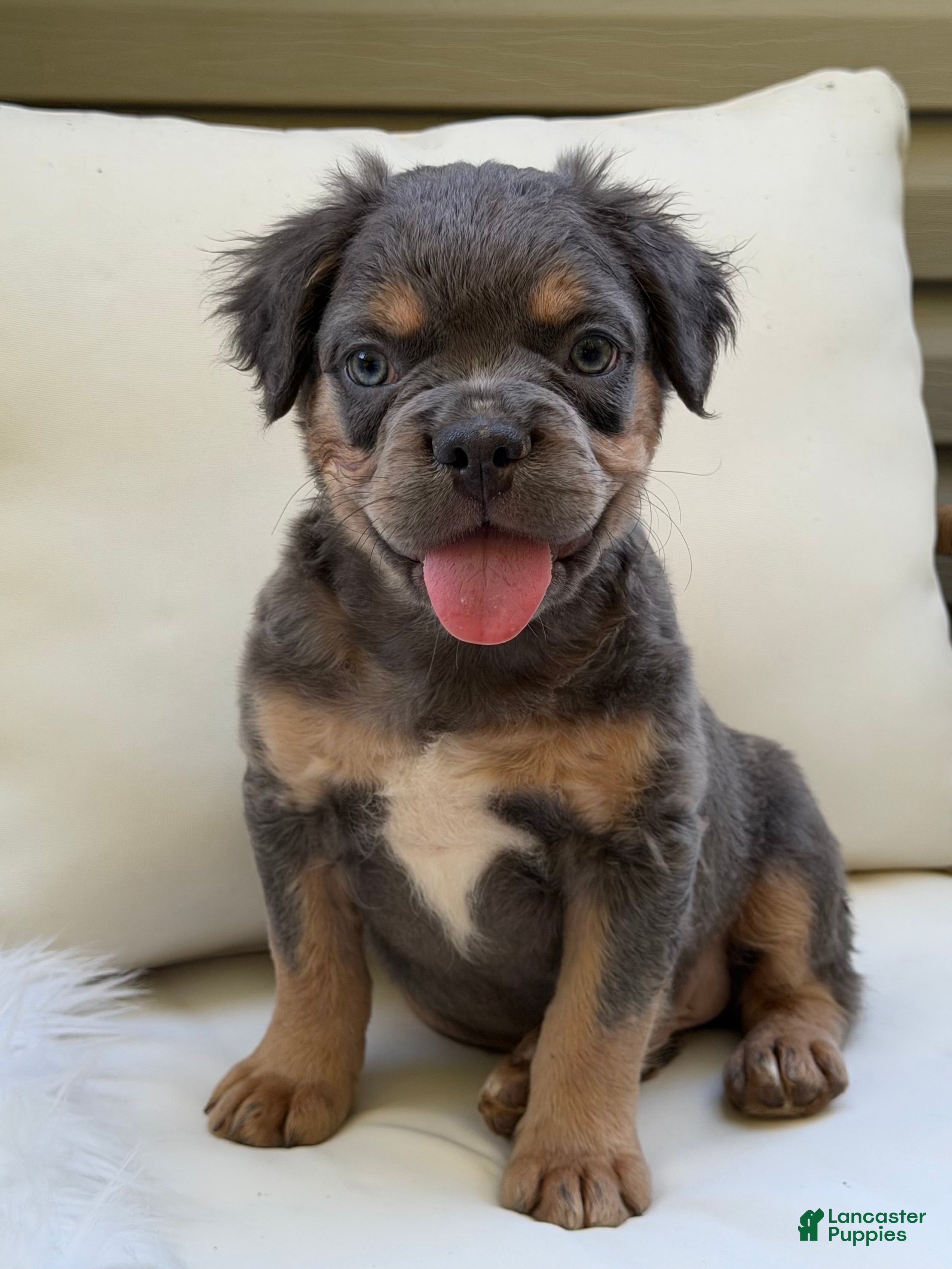 French Bulldog dogs Cash - Ad 1