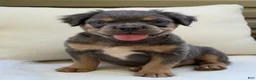 French Bulldog dogs for sale: Cash - Ad 1
