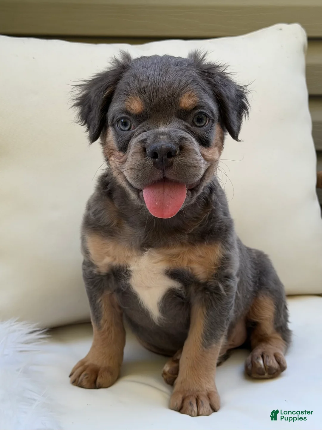 French Bulldog dogs for sale: Cash - Ad 1