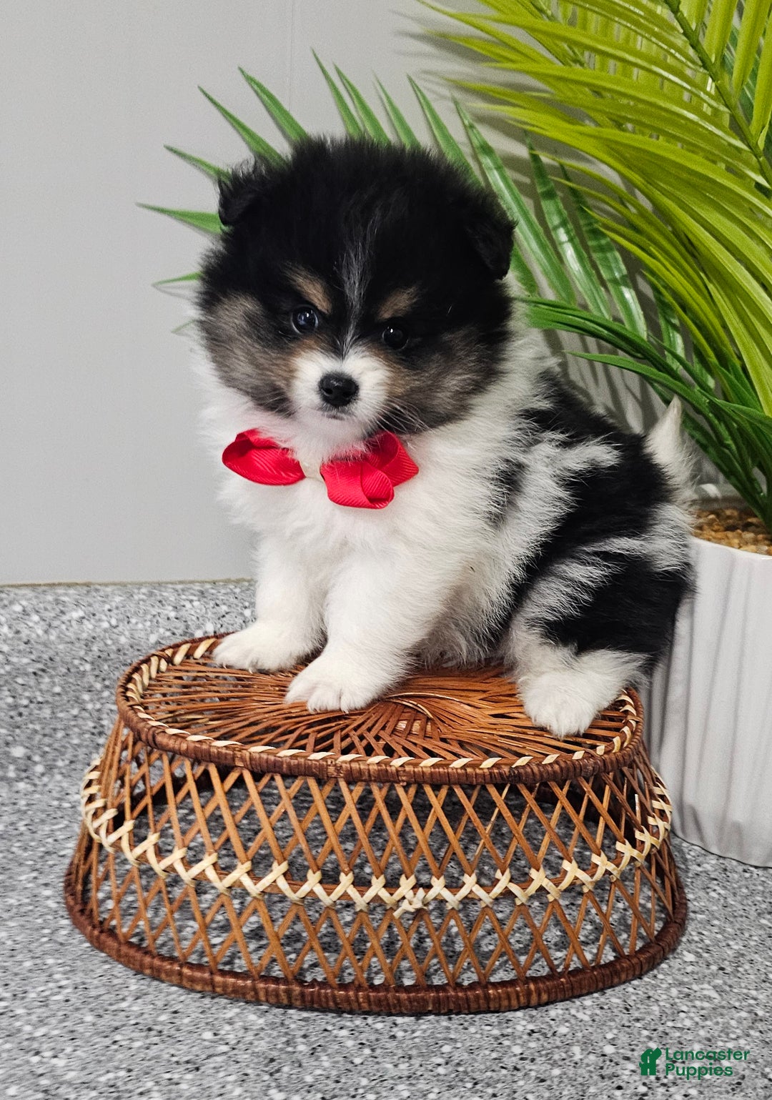 Pomeranian dogs for sale: Riggs - Ad 7