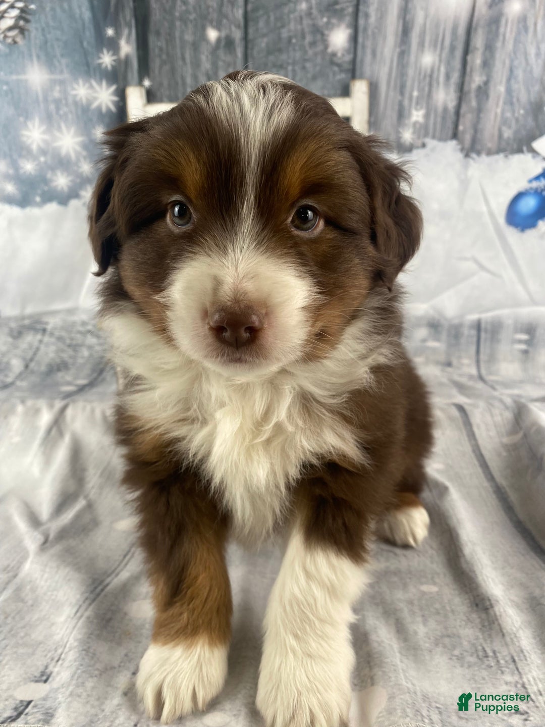 Australian Shepherd dogs for sale: Boone - Ad 2
