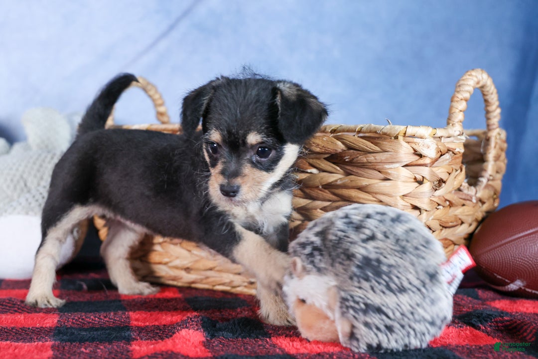 Chipoo dogs for sale: Kinsley - Ad 9