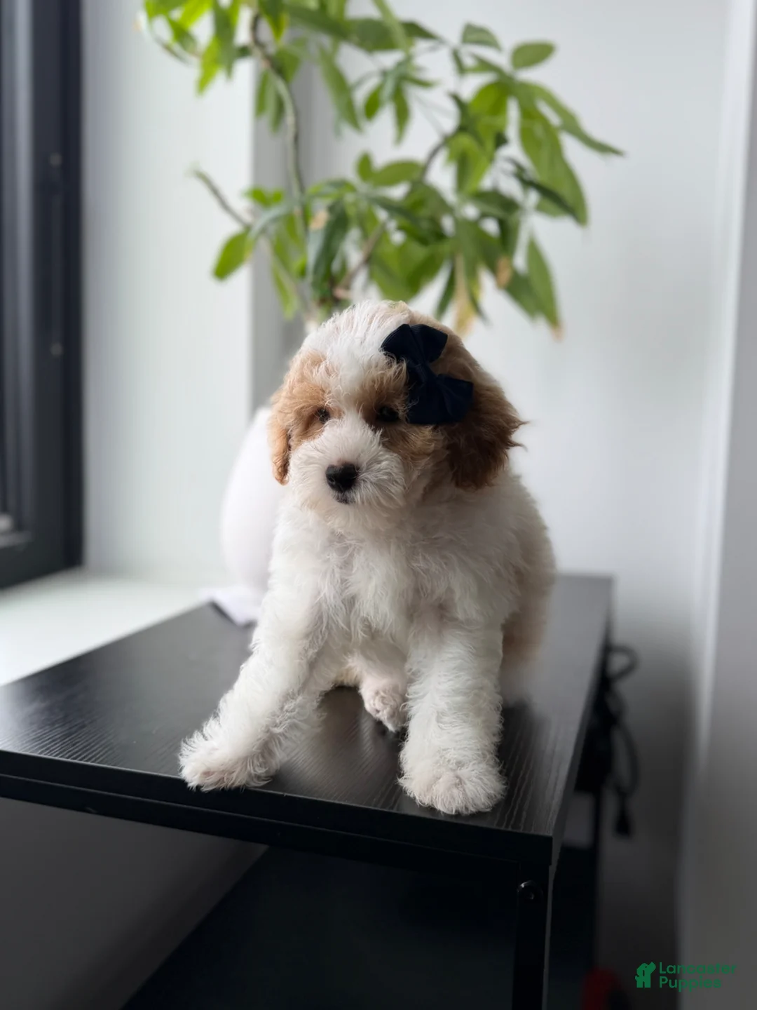 Miniature Poodle dogs for sale: Pinky - Ad 2