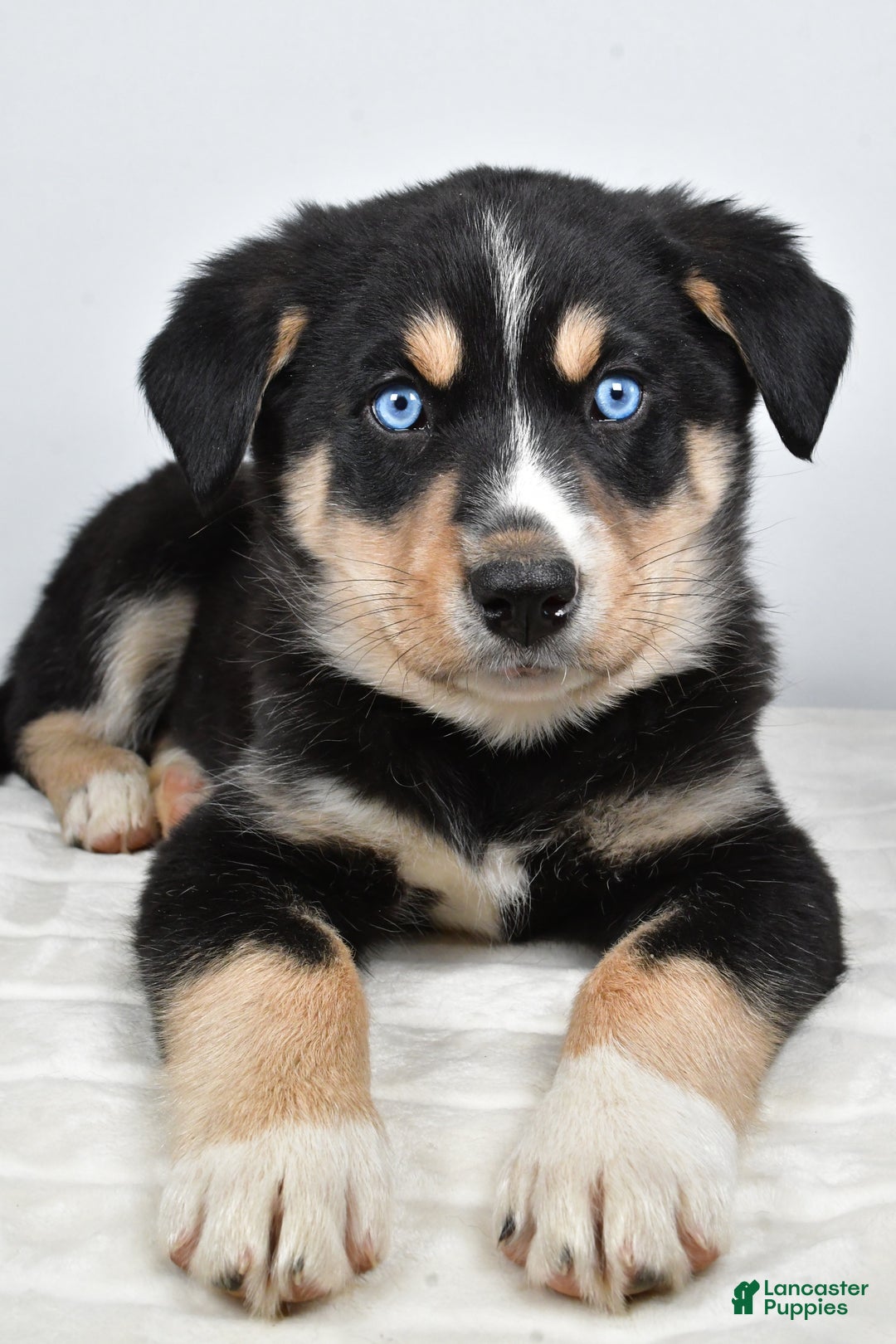 Mixed Breed dogs for sale: Diesel - Ad 8