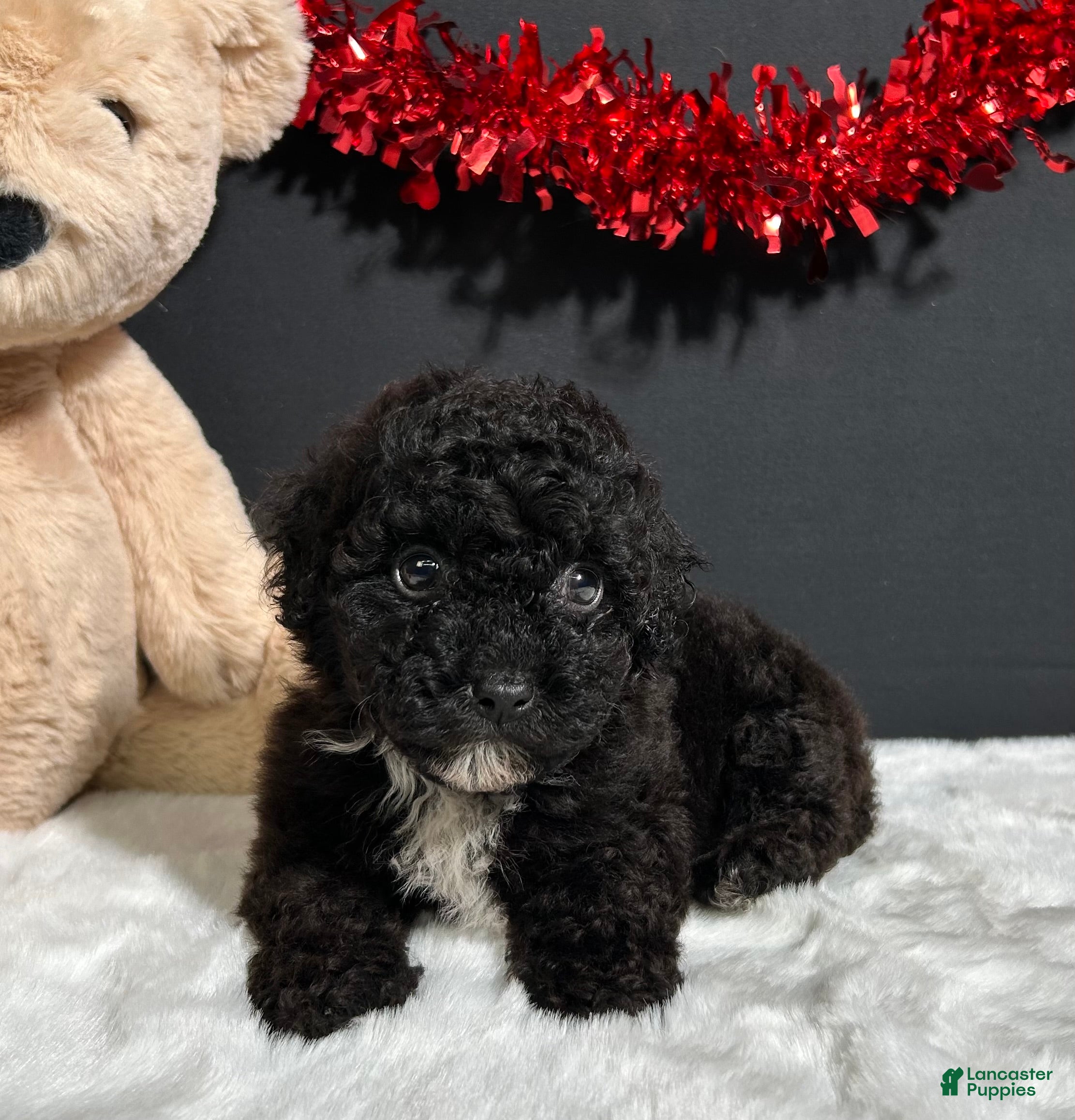 Toy Poodle dogs Fern - Ad 2
