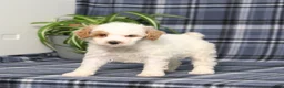 Miniature Poodle dogs for sale: CW Xadie - Ad 3