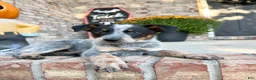 Australian Cattle Dog dogs for sale: Cash - Ad 4