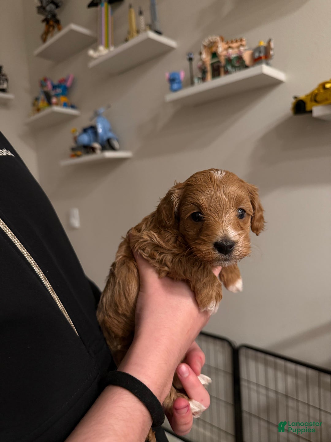 Maltipoo dogs for sale: Maltipoo Puppy 4 - Ad 2