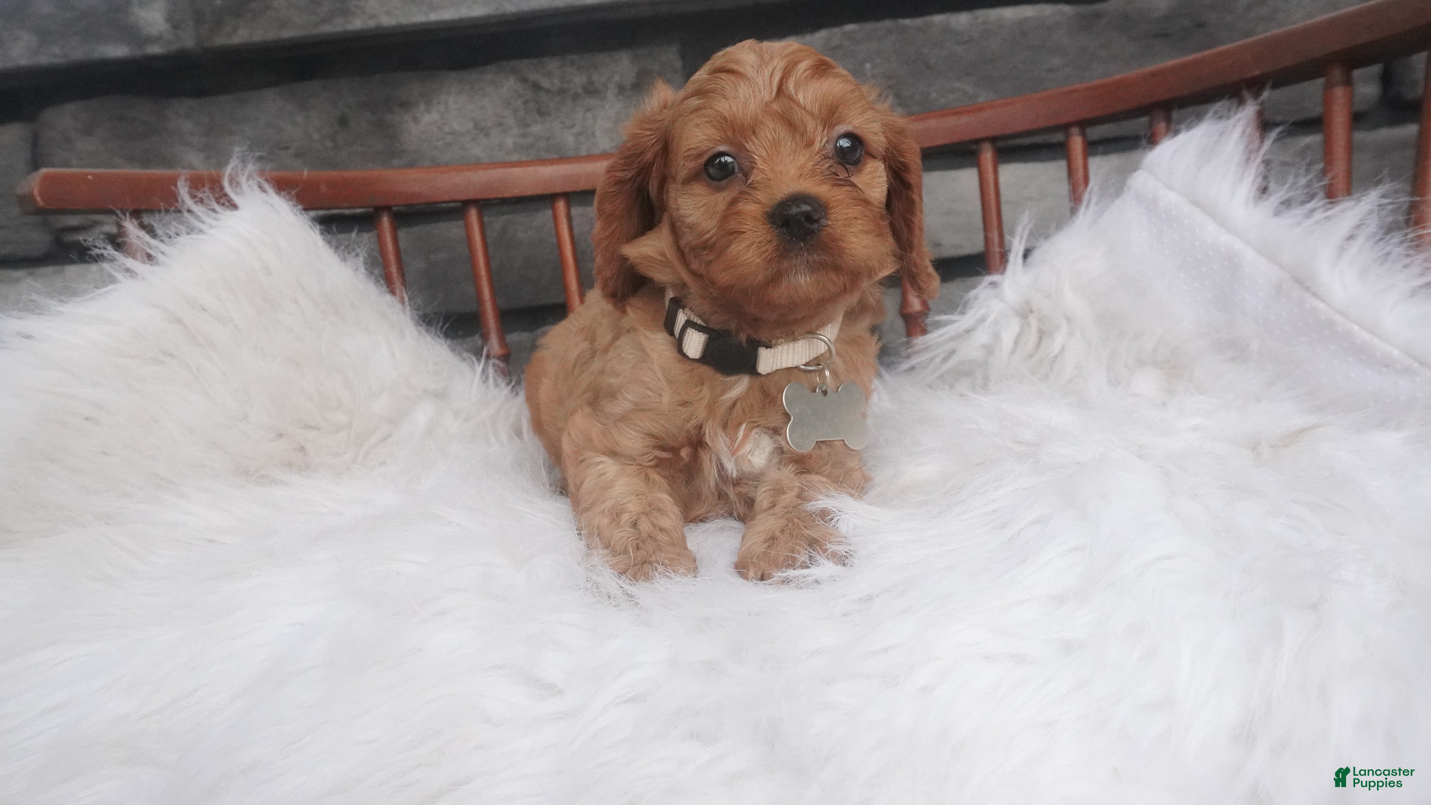 Cavapoo dogs Ruthie  - Ad 2