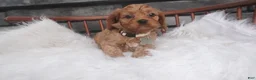 Cavapoo dogs for sale: Ruthie  - Ad 2