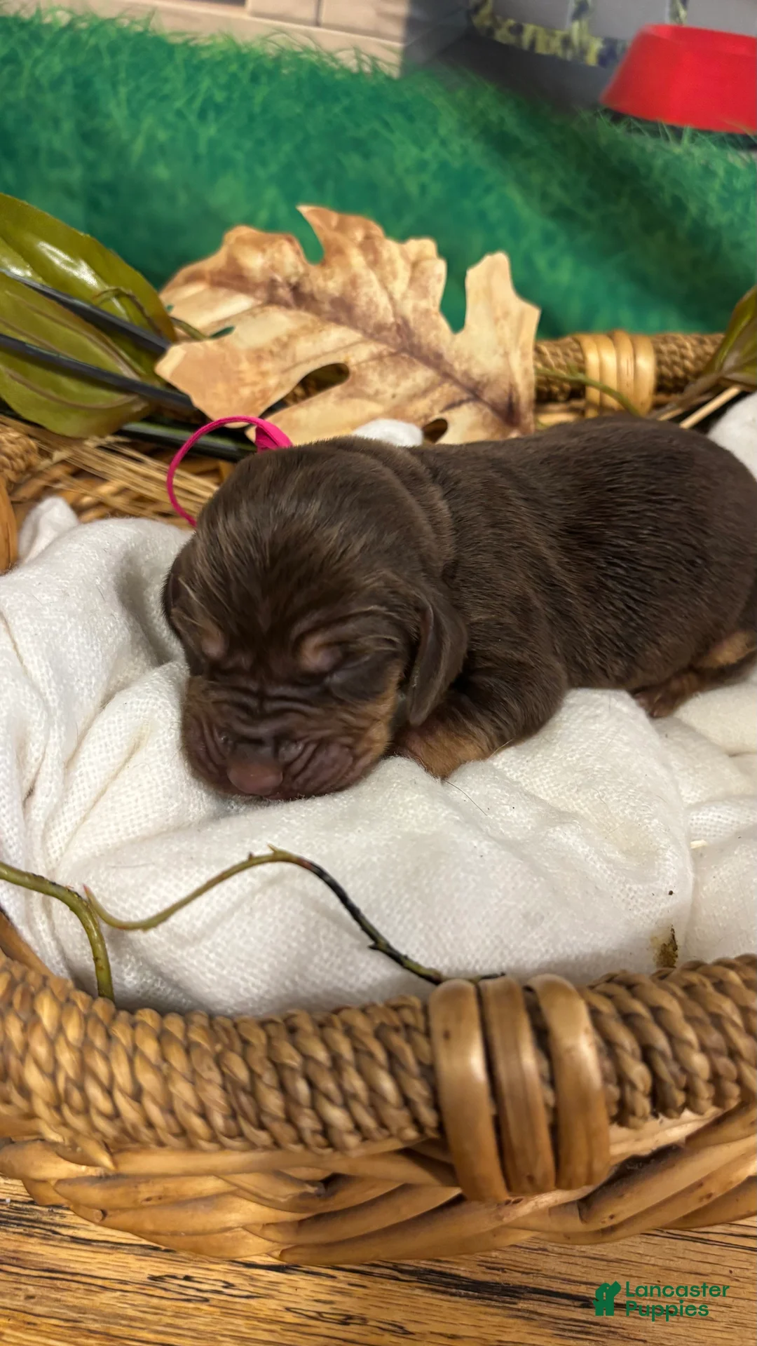 Bloodhound dogs for sale: Pink collar female  - Ad 2