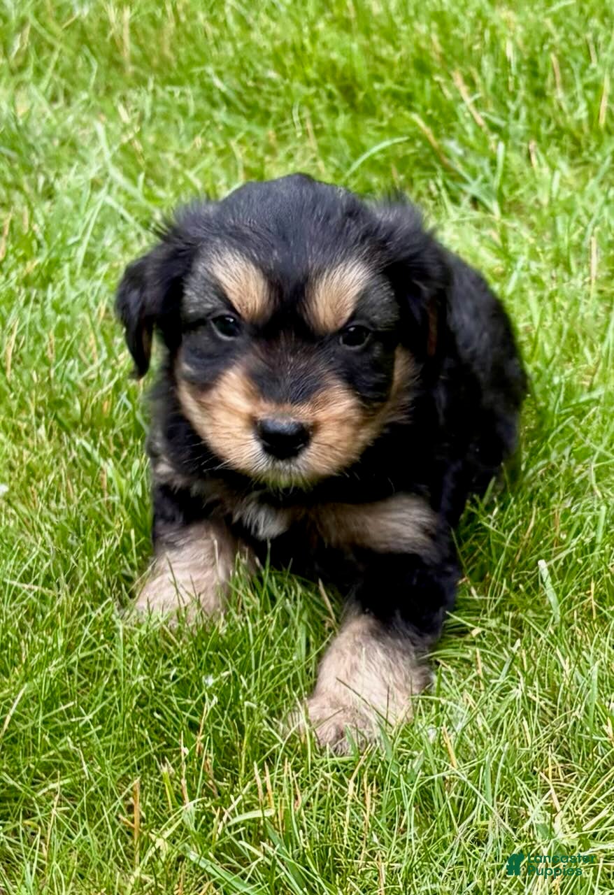 Yorkshire Terrier dogs Yorkshire Terrier Parker - Ad 2
