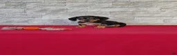 Miniature Dachshund dogs for sale: Teddy - Ad 6