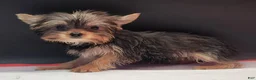 Yorkshire Terrier dogs for sale: Yorkshire Terrier 1 - Ad 4