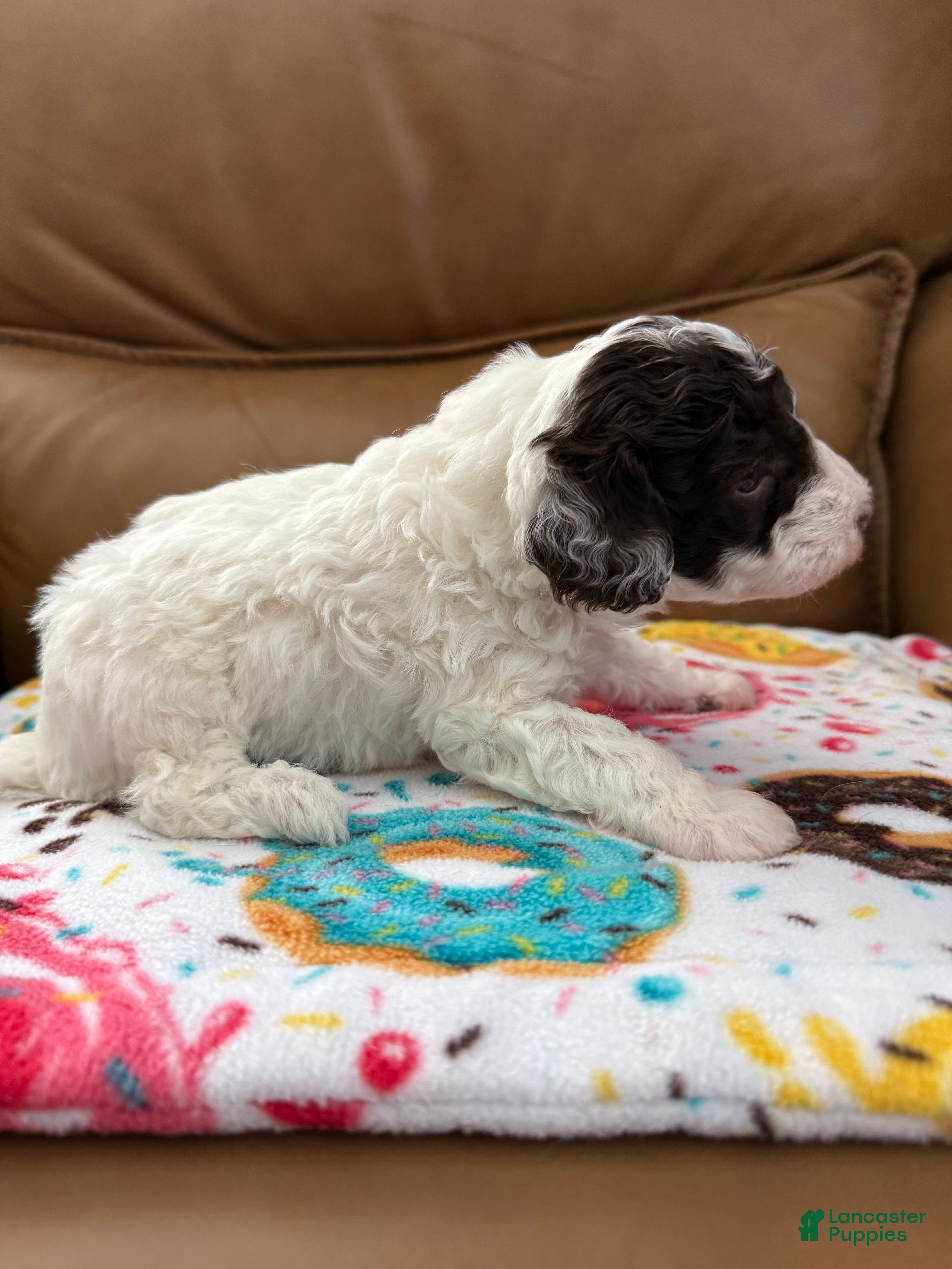 Miniature Poodle dogs ORSON - Ad 2