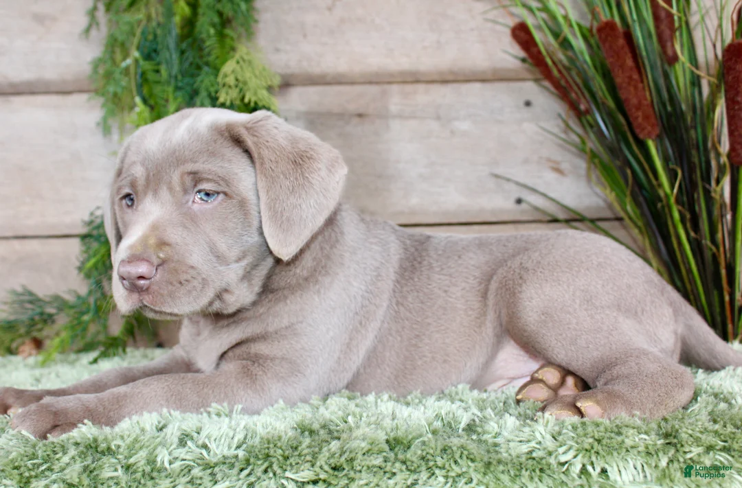 Labrador Retriever dogs for sale: Silver Seth - Ad 6