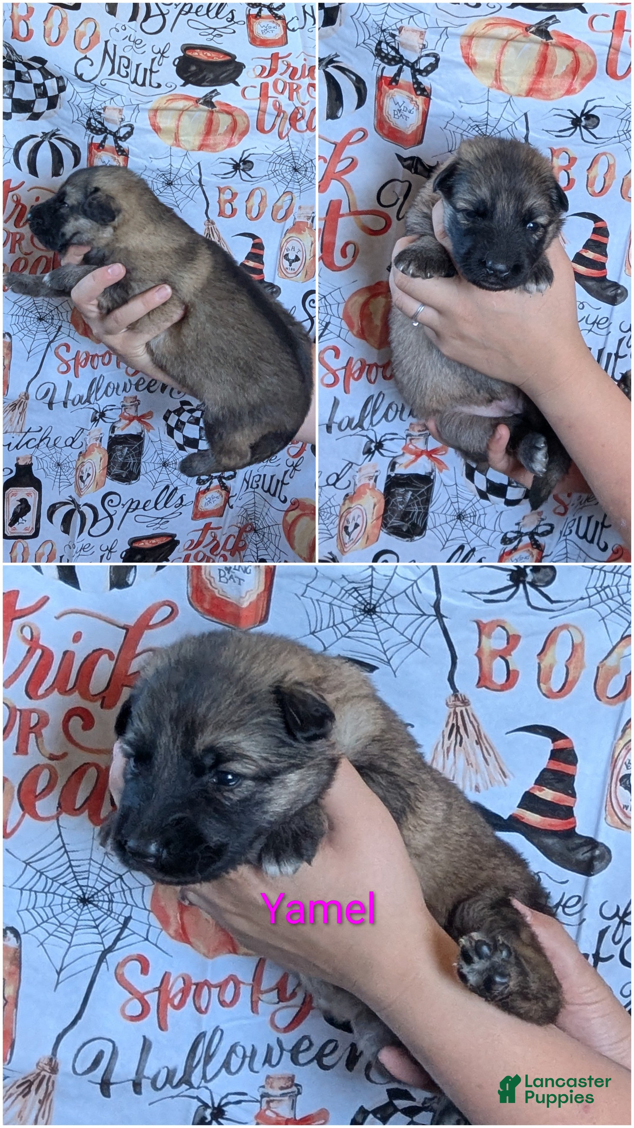 German Shepherd dogs Yamel - Ad 26