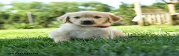 Golden Retriever dogs for sale: Hetty - Ad 4
