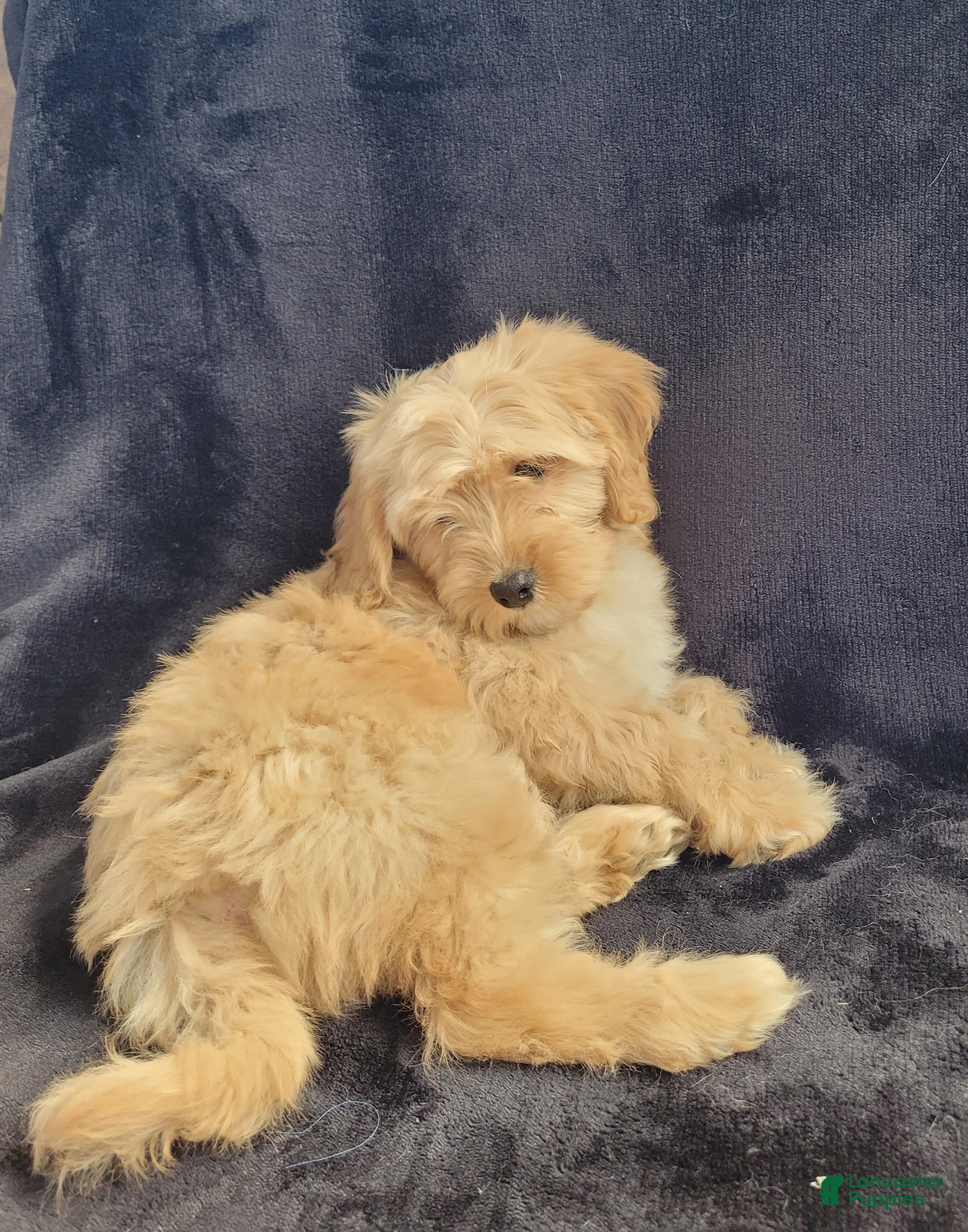 Cavapoo dogs Frankie - Ad 2