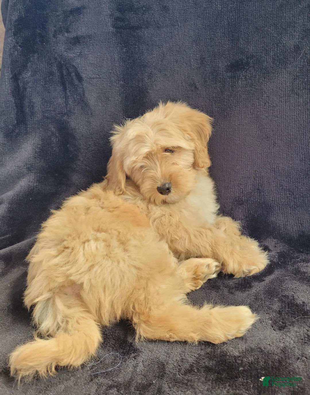 Cavapoo dogs for sale: Frankie - Ad 2