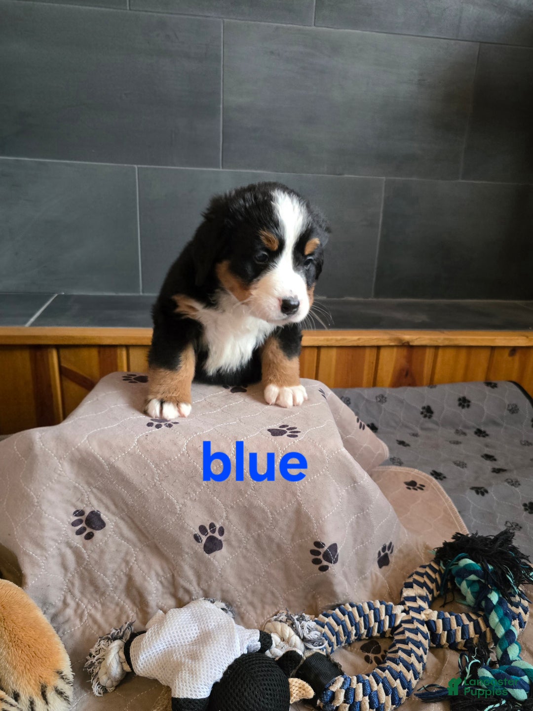 Bernese Mountain Dog dogs for sale: Blue - Ad 3