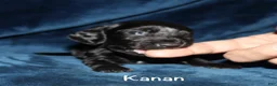 Miniature Dachshund dogs for sale: Kanan - Ad 4