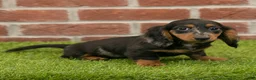 Miniature Dachshund dogs for sale: Becky - Ad 4
